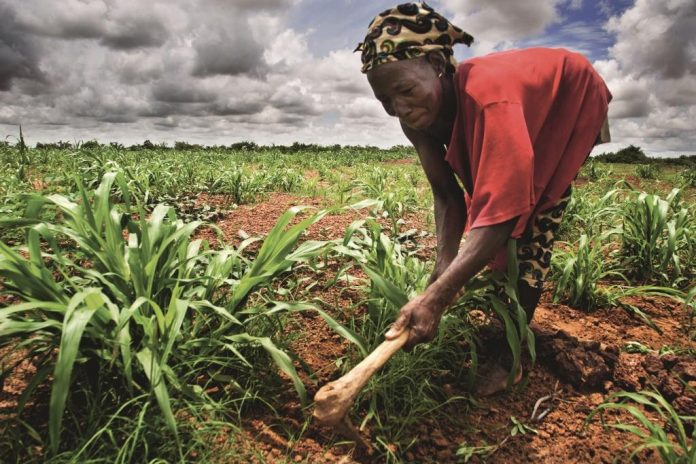 Nourrir l’Afrique : TAAT et la stratégie pour la transformation agricole