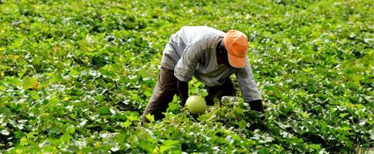 À qui appartiendra l’avenir de l’agriculture Africaine?