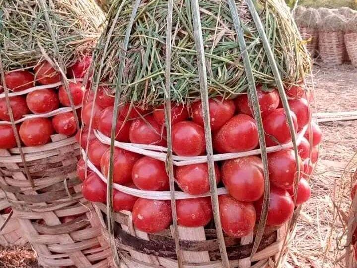 Tout savoir sur la culture de tomate au Cameroun